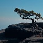 Natur-Bonsai