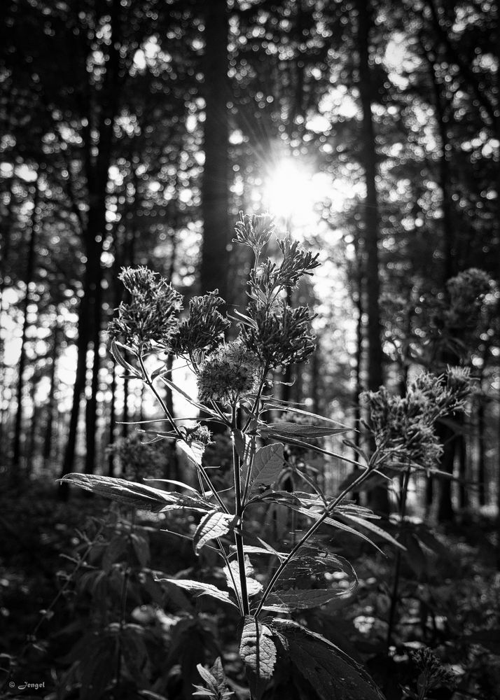 natur B/W -1