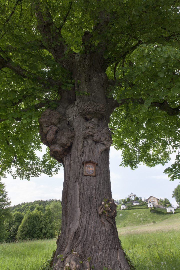 Natur-Denkmal