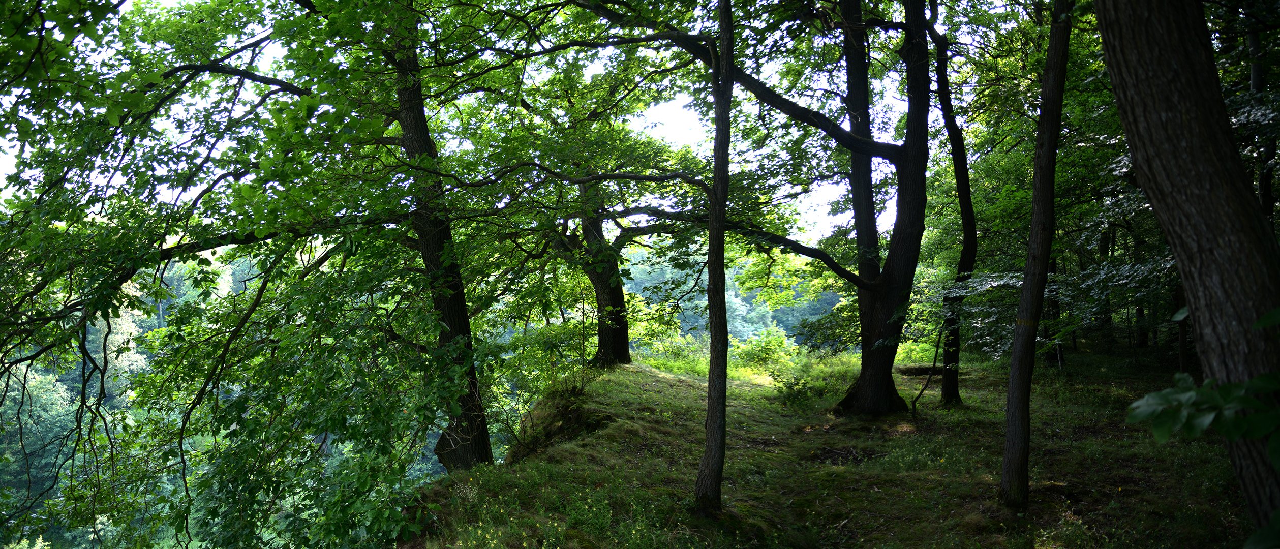 Natur des Siebengebirges 