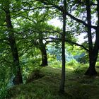 Natur des Siebengebirges 