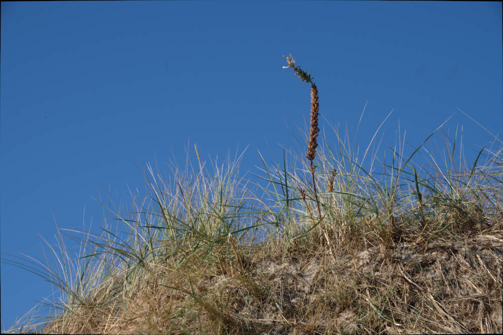 Natur - Detailaufnahme aus den Dünen...