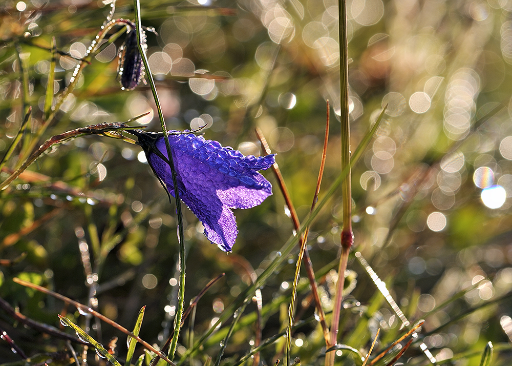 Natur-Diamanten