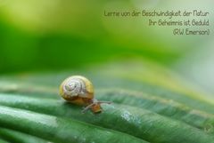 Natur die Letzte