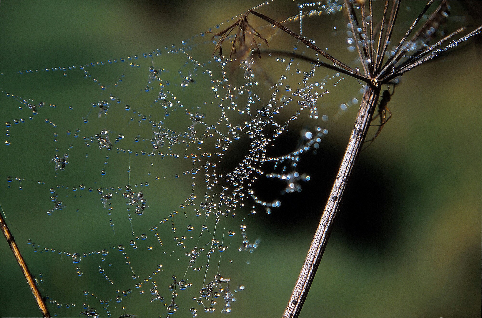 Natur - eine Spinne versteckt sich :-))