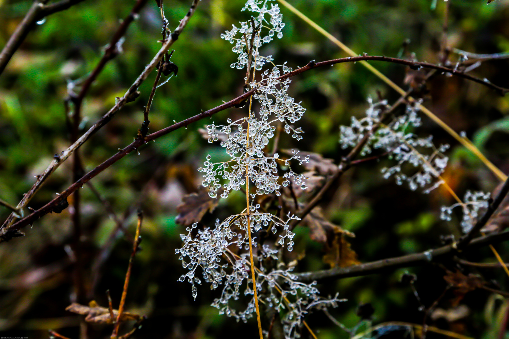 Natur / Eiskristalle