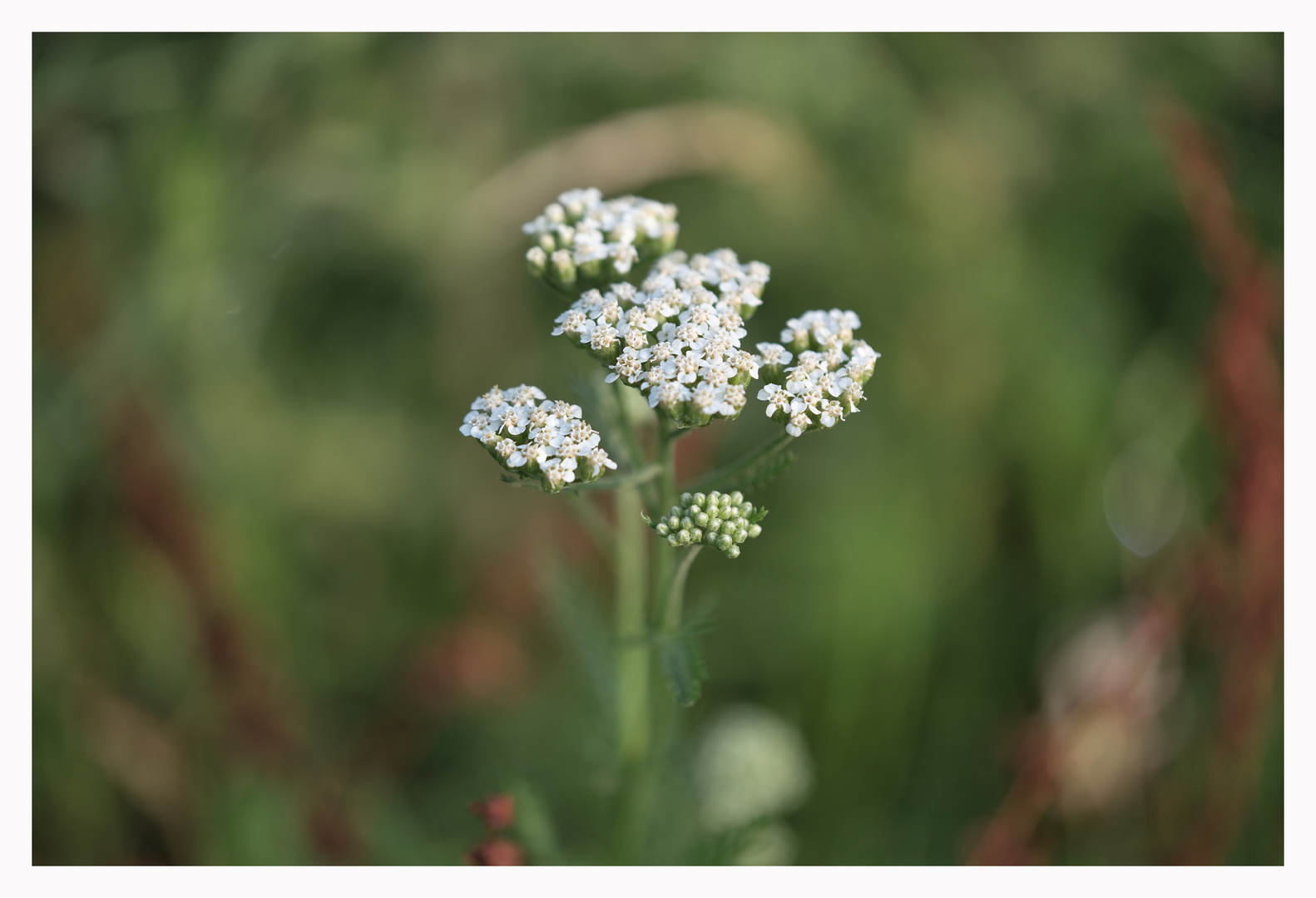 Natur Elements Blume