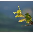 Natur Elements Farben und Bokeh