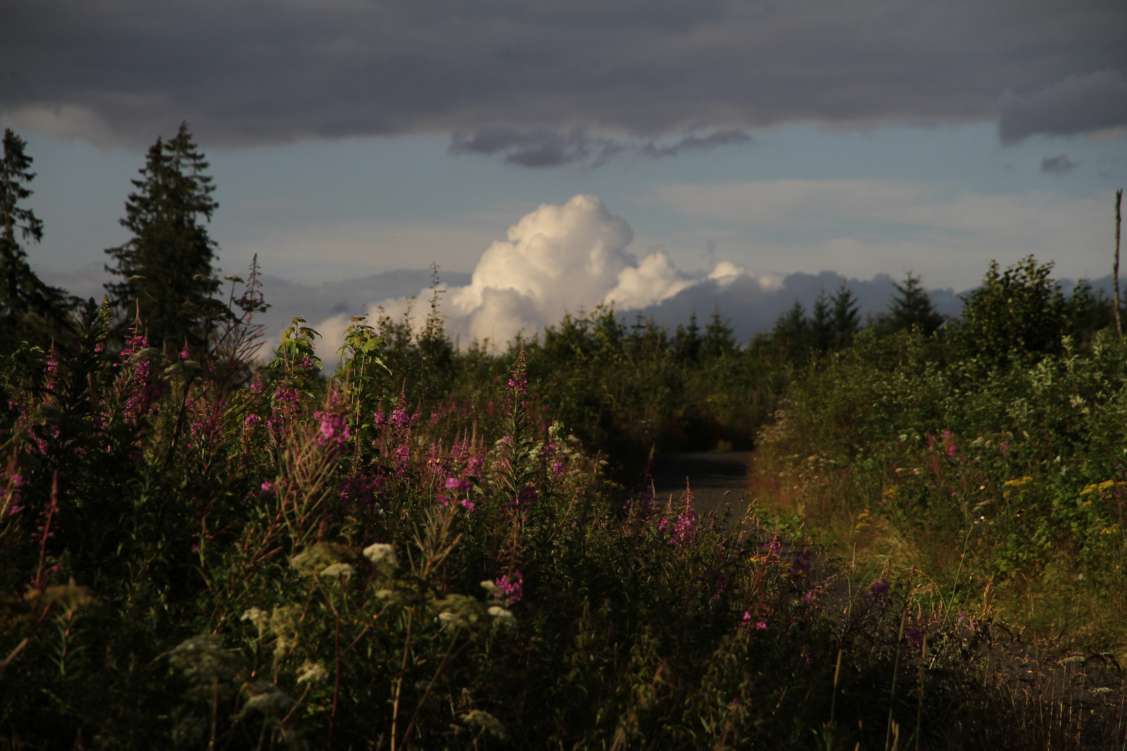 Natur erobert die Welt