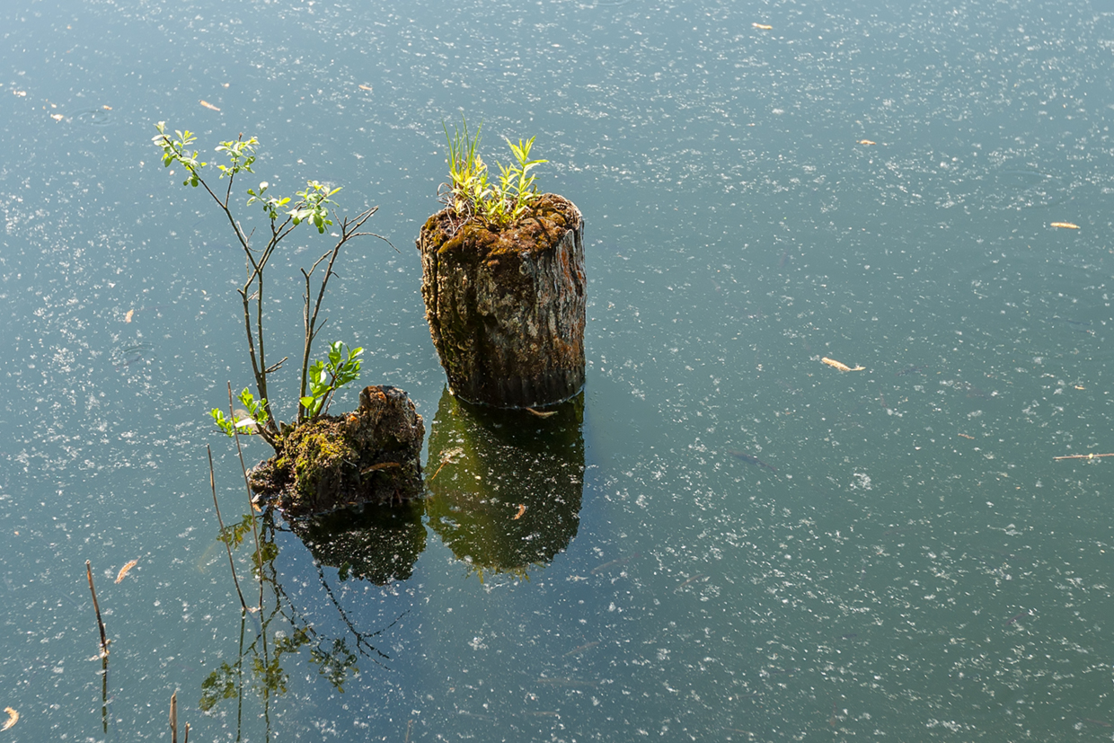 Natur erwacht