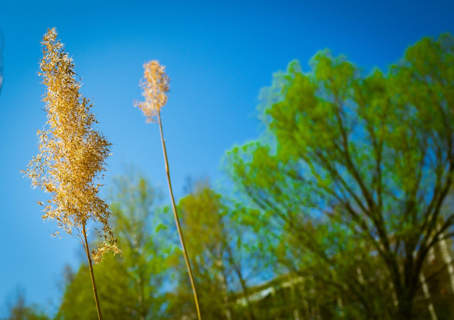 Natur erwacht