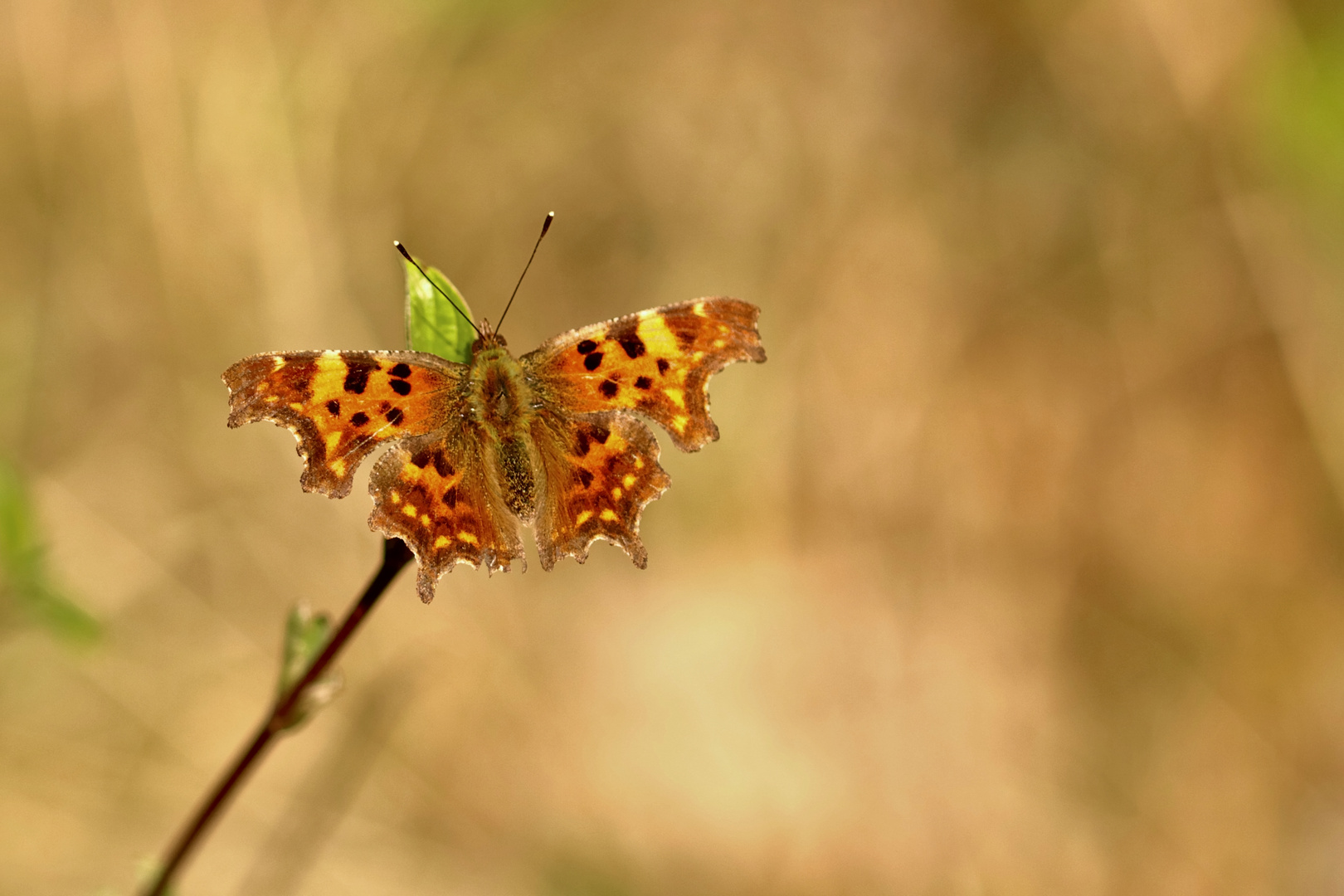 Natur  erwacht