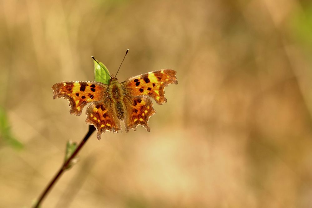 Natur  erwacht