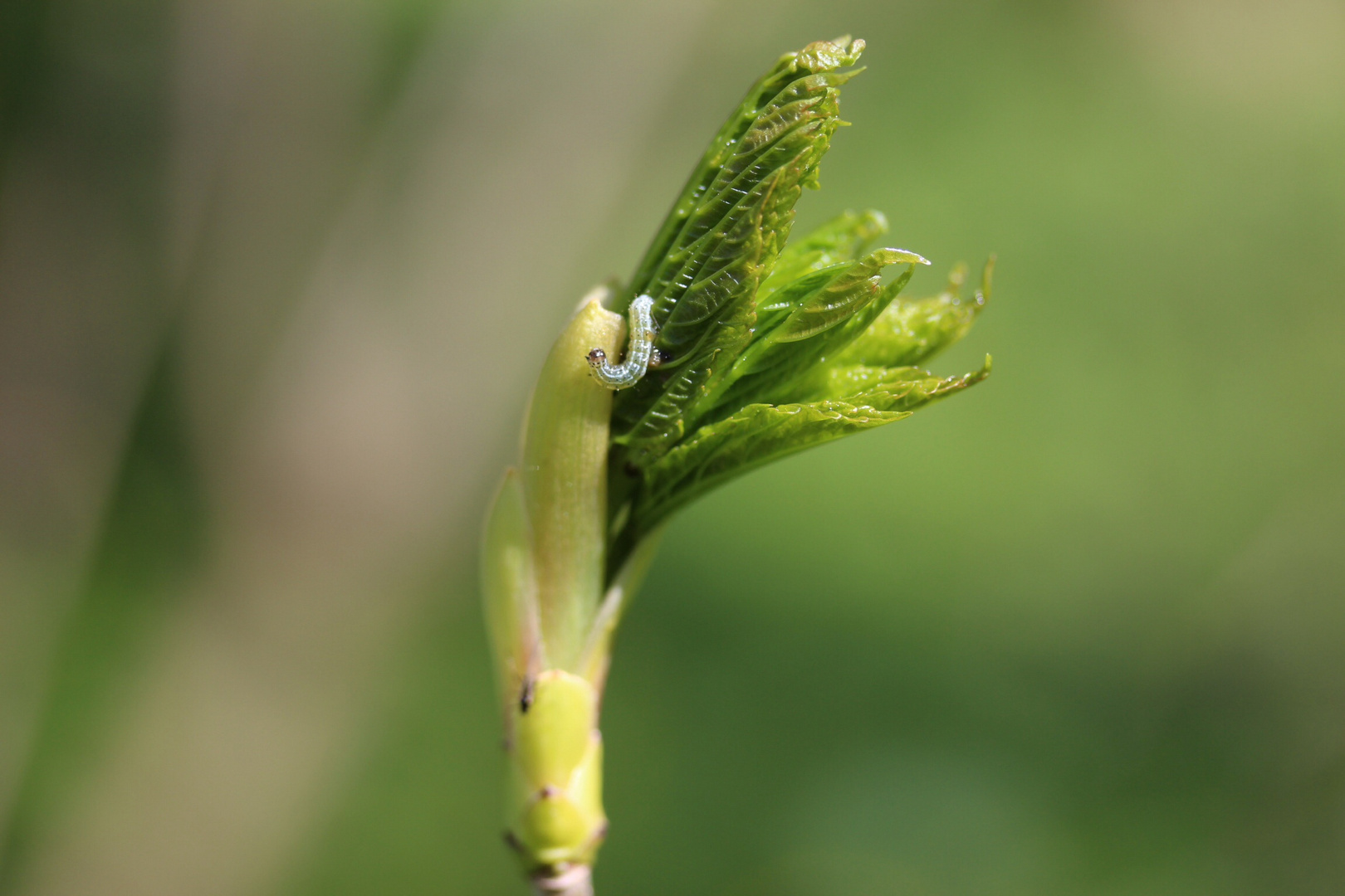 Natur erwacht