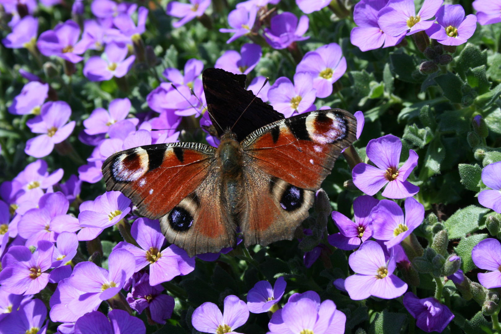 Natur erwacht