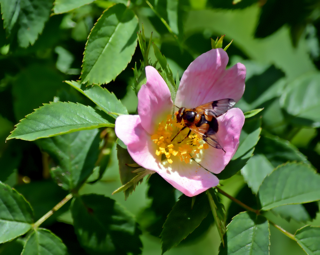 Natur-Farben