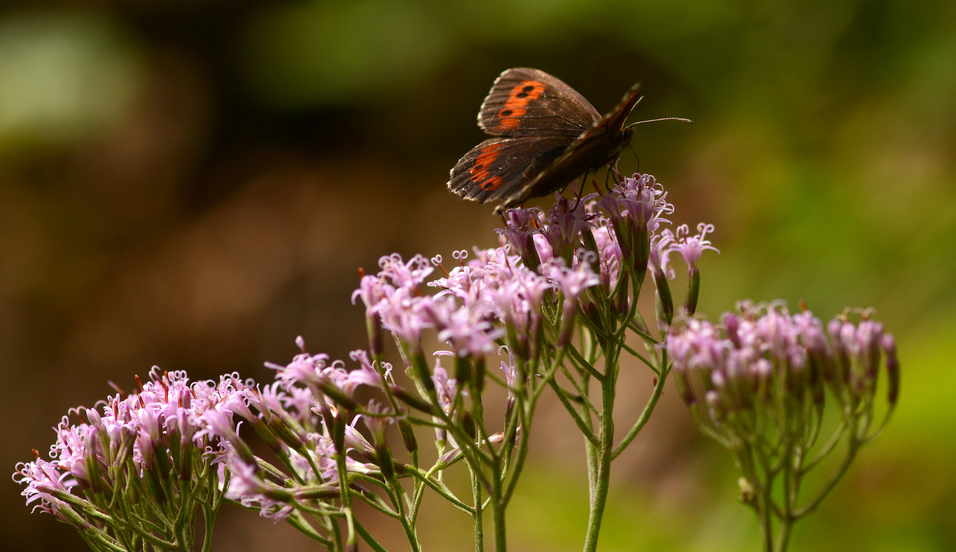 * NATUR *