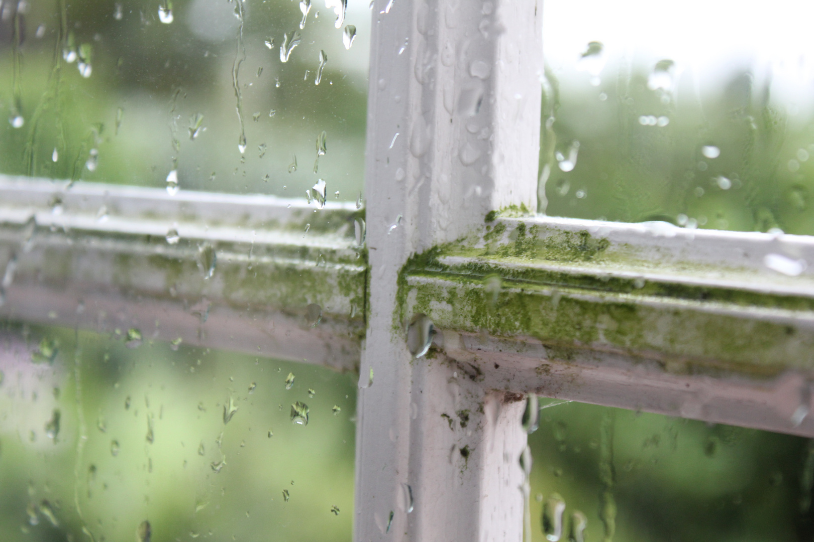 natur fenster