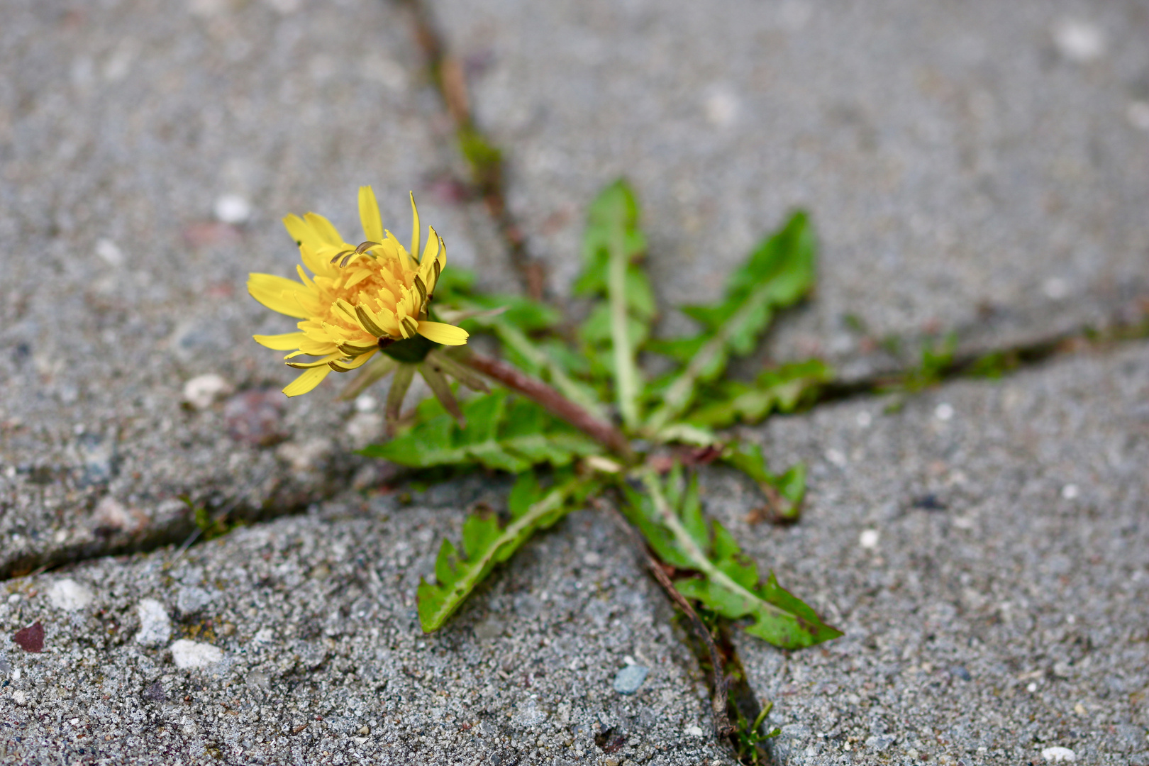 Natur findet immer einen Weg