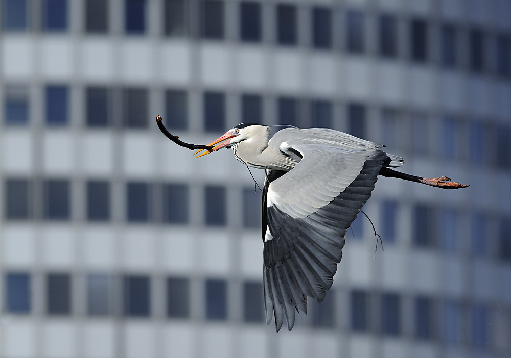 Natur findet Stadt