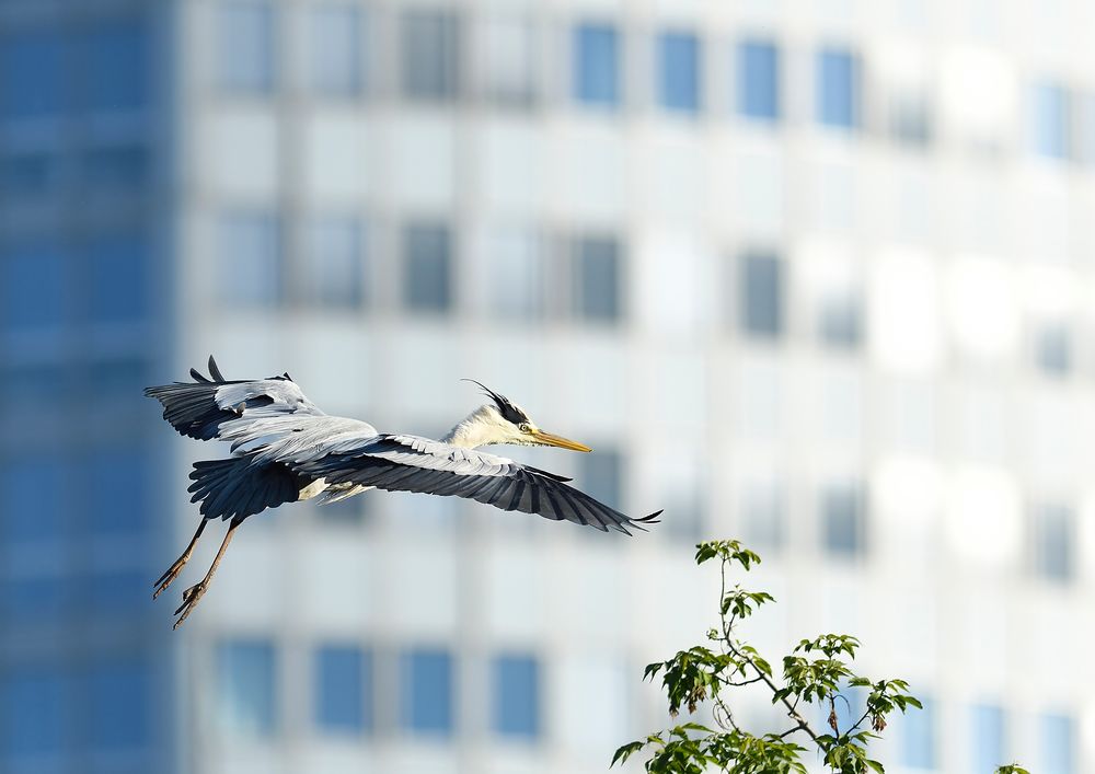 Natur findet Stadt