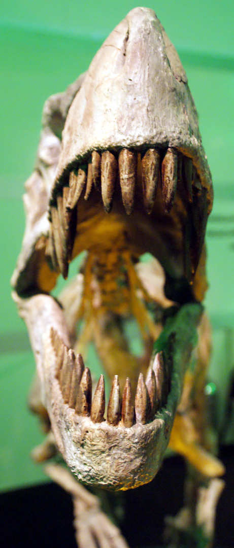 Natur - Fressmaschine Herrerosaurus