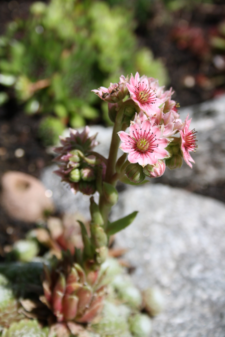 Natur from garden