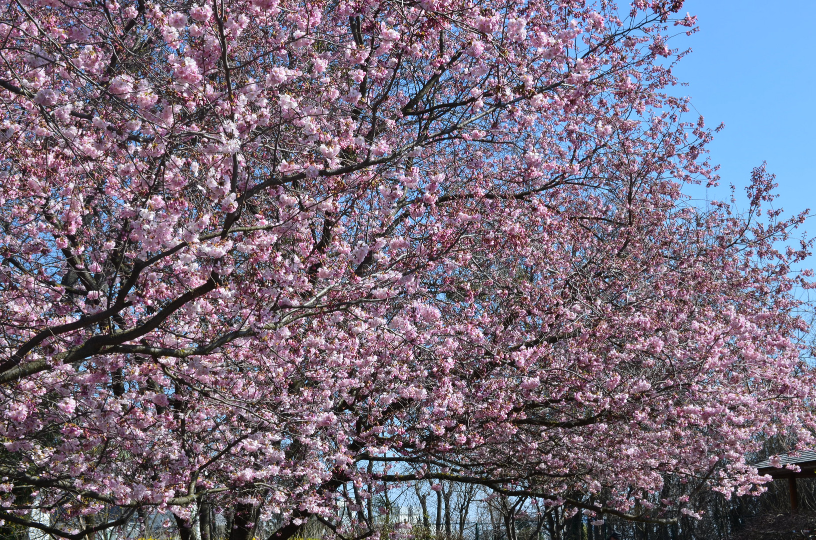 Natur Frühling