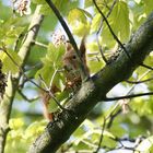 Natur ganz nah, wo gibts so was, natürlich in Mannem auf der Vogelstang.