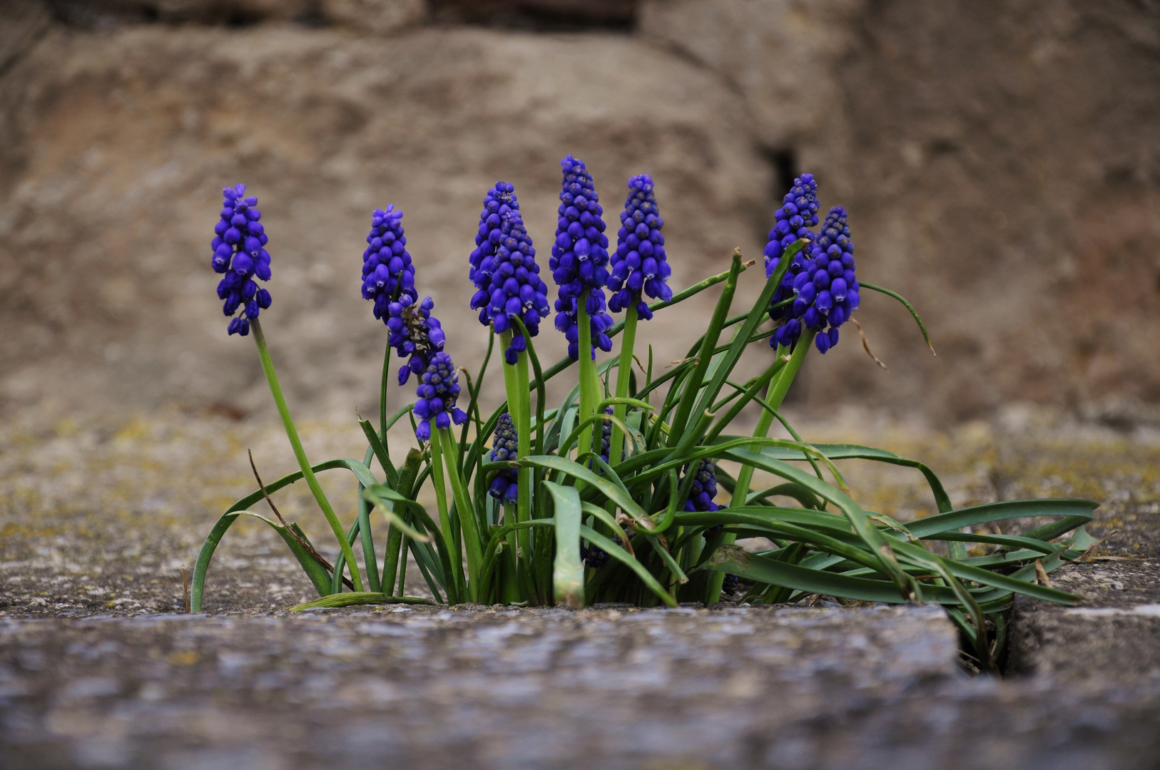 Natur gegen Beton - Farbe gegen Grau