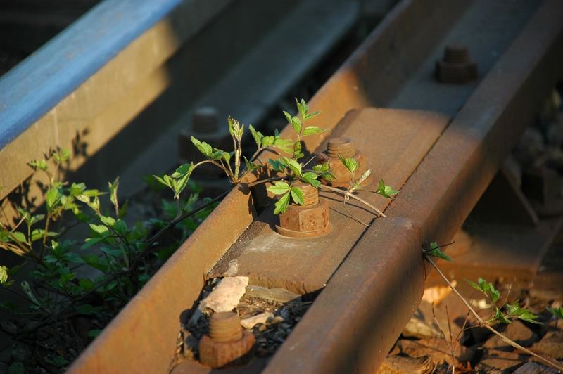 Natur gegen Technik, oder auch die Harmonie unseres Zeitalters....