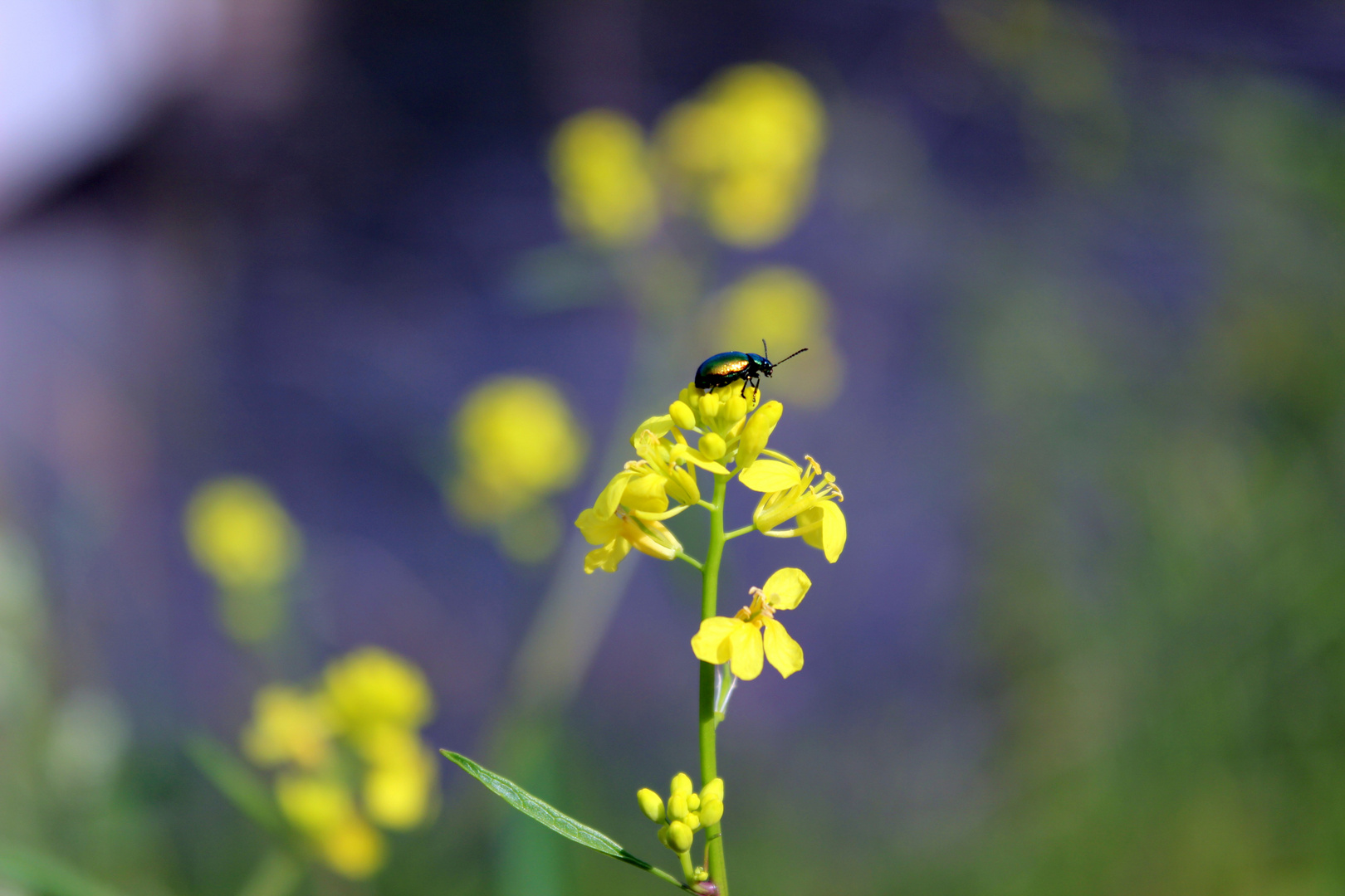 Natur - gelb