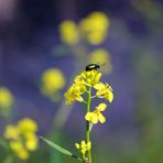 Natur - gelb