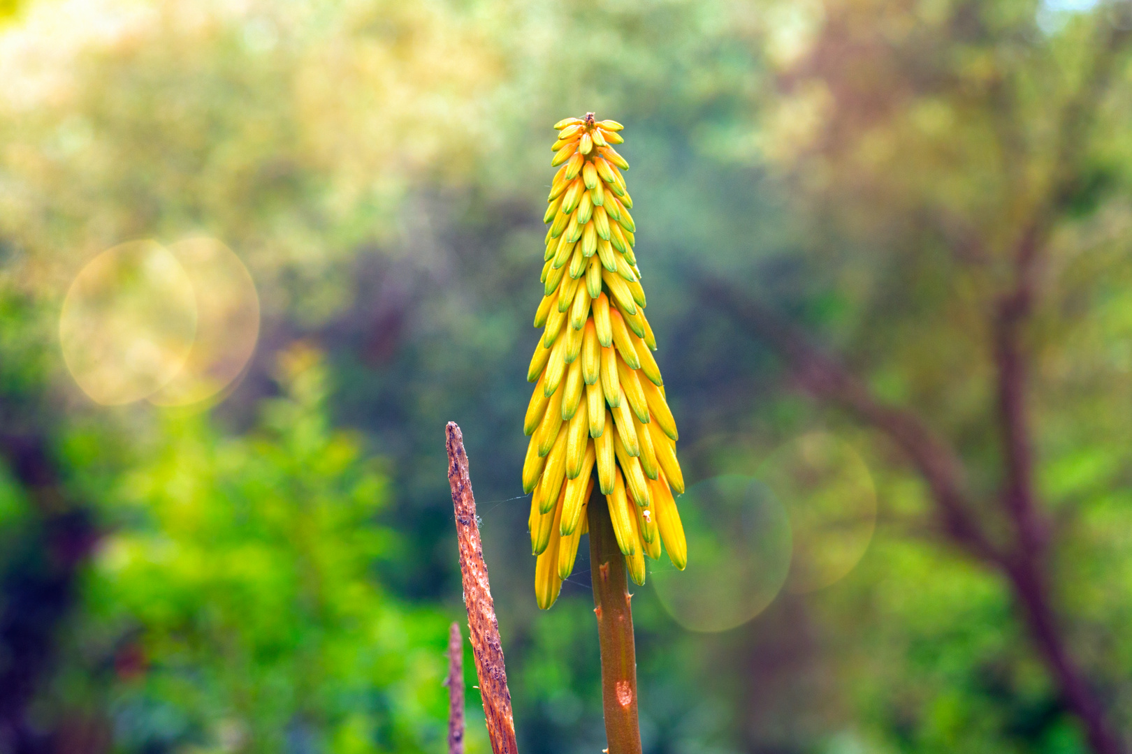 Natur gelbe Blüte Pflanze Aloe Striatula Aloen Asparagales