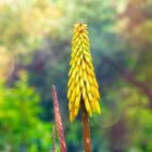 Natur gelbe Blüte Pflanze Aloe Striatula Aloen Asparagales