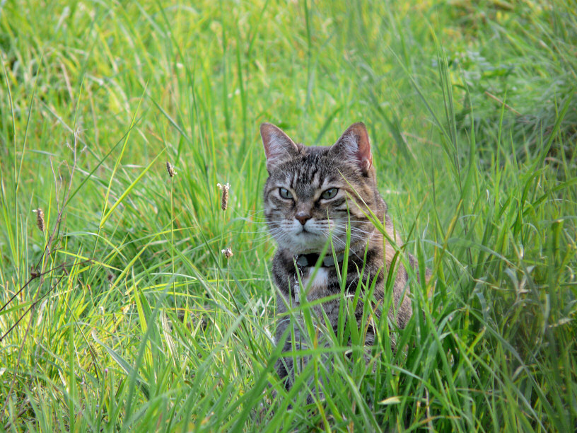 Natur geniessen, Mäuse jagen