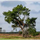 Natur-Genießer-Bank