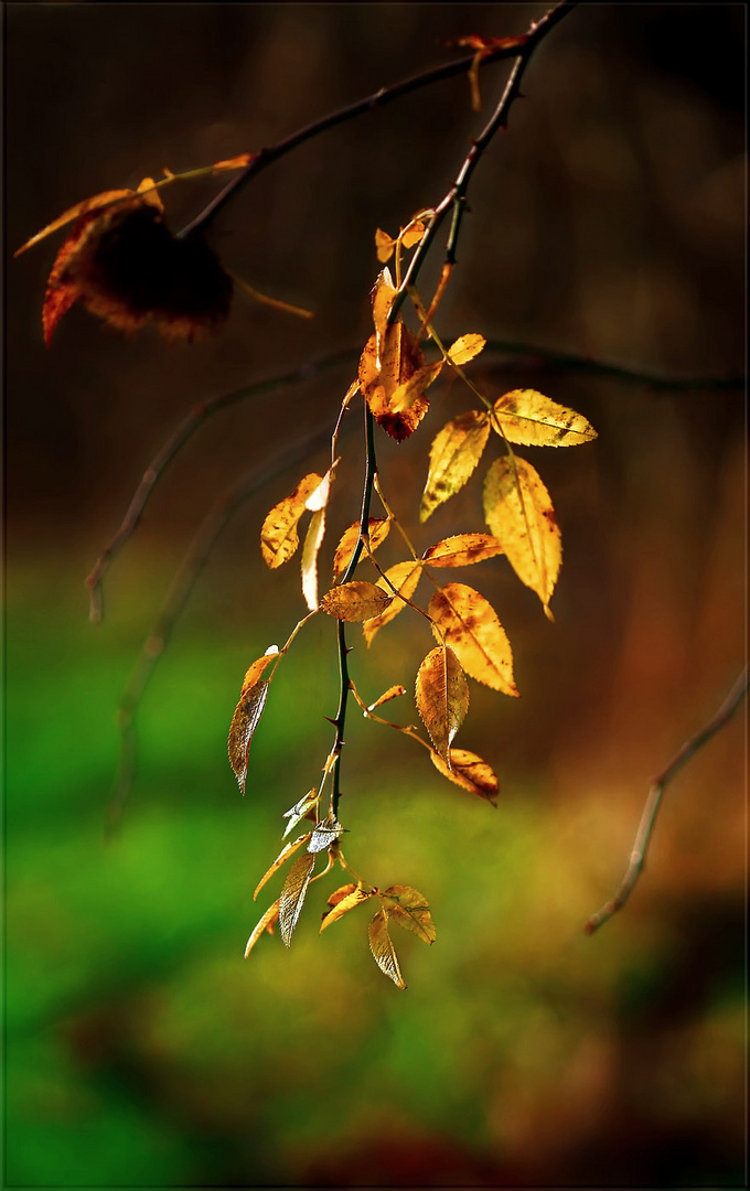 Natur Gold Foto Bild Pflanzen Pilze Flechten Baume Blatt Blute Bilder Auf Fotocommunity