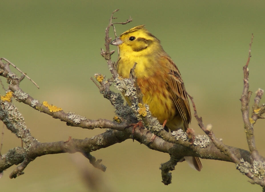 Natur - Goldammer-Männchen