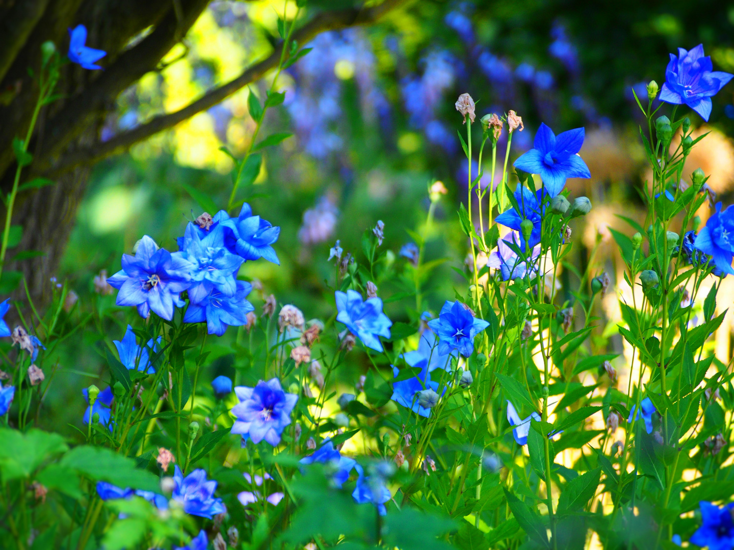 Natur grün-blau