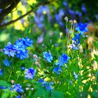 Natur grün-blau