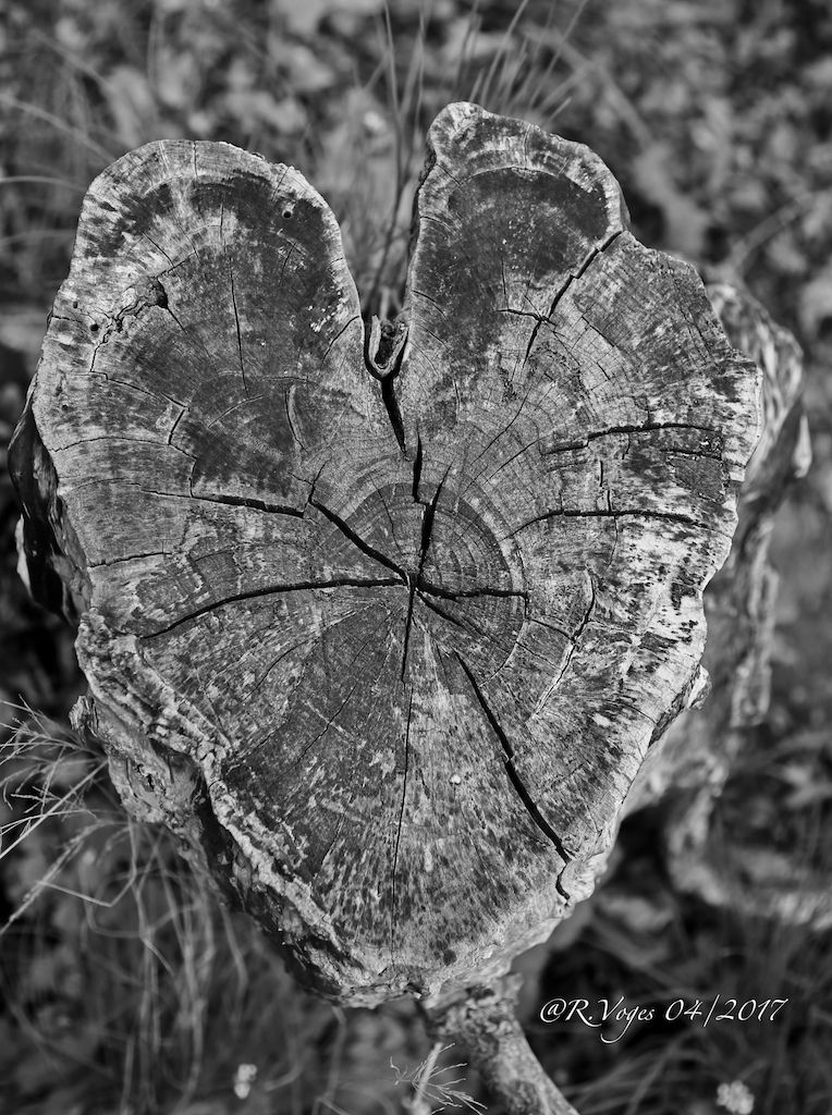 Natur Herz 04_2017 Foto & Bild landschaft, baum, sw Bilder auf