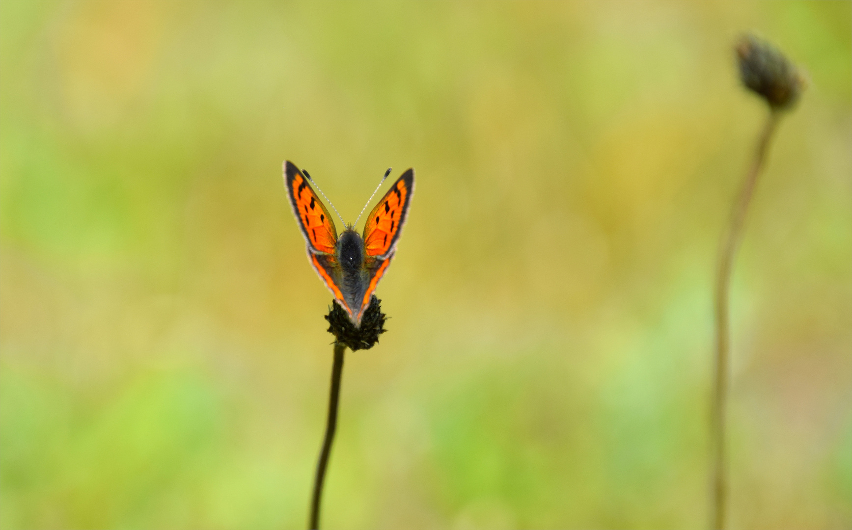 ..Natur-HERZchen-Bild..