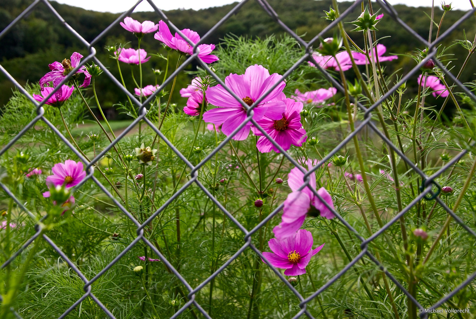 Natur hinter Gittern 1