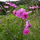 Natur hinter Gittern 1