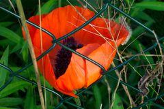 Natur hinter Gittern