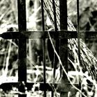 Natur hinter Gittern