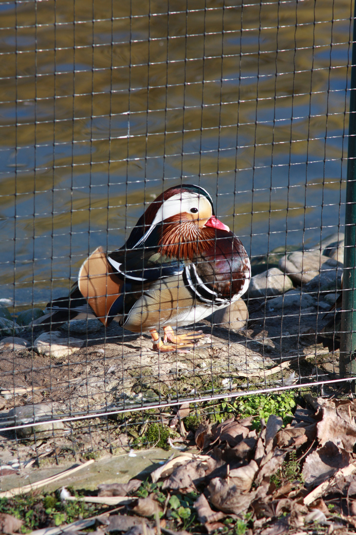 Natur hinter Gittern