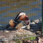 Natur hinter Gittern