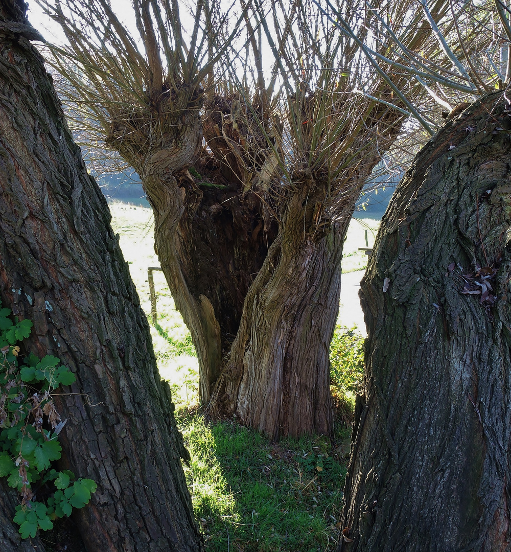 Natur-Holz-Rahmen pur